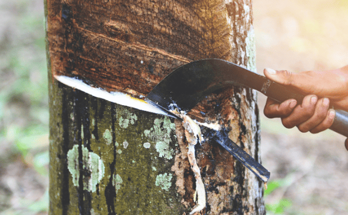 quy-trinh-che-bien-mu-cao-su