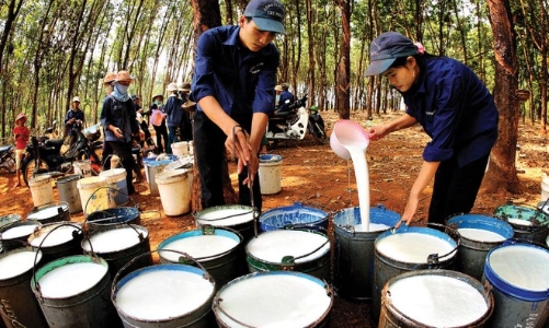 quy-trinh-che-bien-mu-cao-su