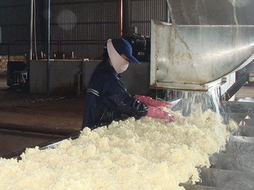 quy-trinh-che-bien-mu-cao-su